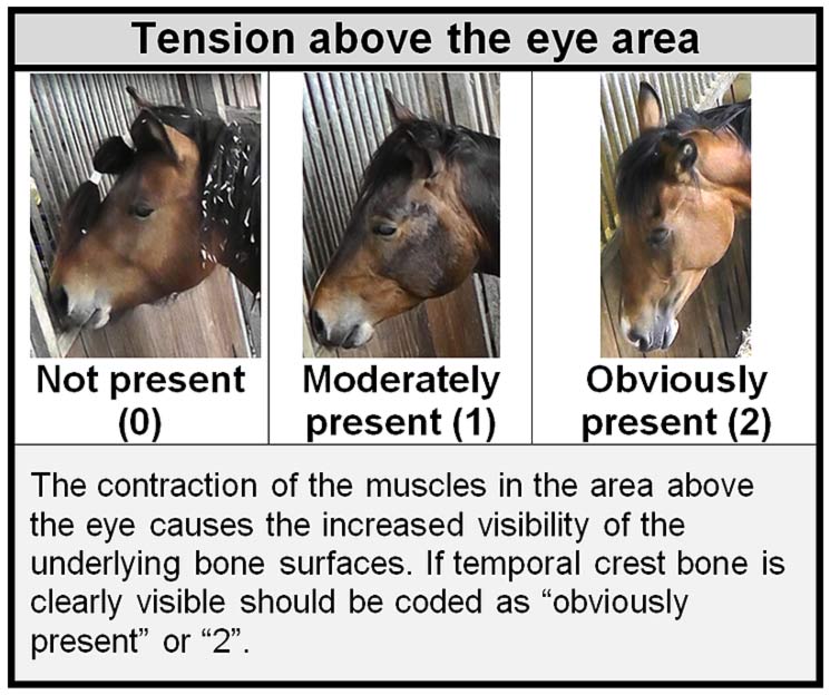 Hier die unterschiedlichen Formen des Merkmals ,angespannte obere Augen-Region